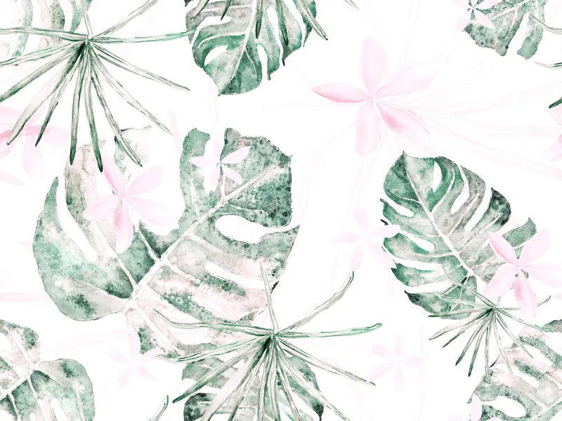Fototapeta Liście monstera