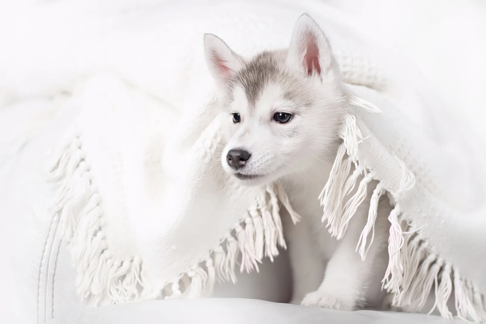 Fototapeta Słodki Husky — powiększenie wzoru