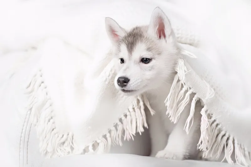 Fototapeta Słodki Husky