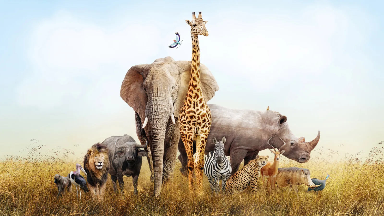 Fototapeta Zwierzęta Safari — powiększenie wzoru